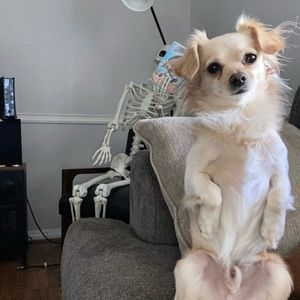 Meet your Posher, Adrian